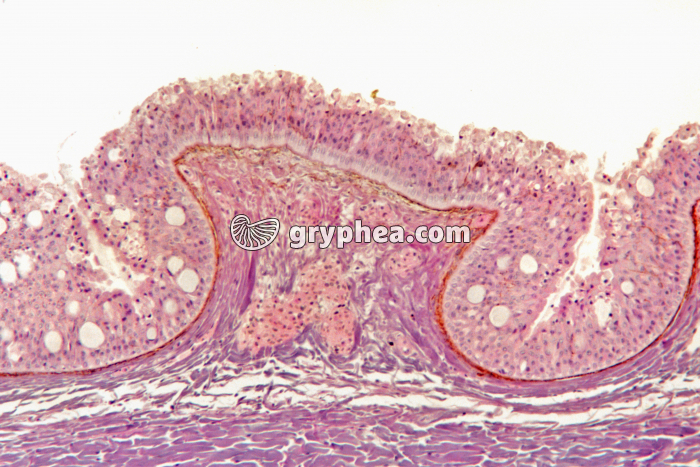 Peau de Torpille CT x 25 - gryphea.org